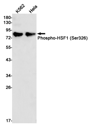 Western blot detection of Phospho-HSF1 (Ser326) in K562,Hela cell lysates using Phospho-HSF1 (Ser326) Rabbit pAb(1:1000 diluted).Predicted band size:57kDa.Observed band size:82kDa.