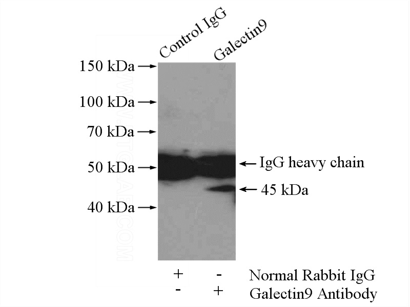 IP Result of anti-LGALS9, Galectin-9 (IP:Catalog No:110838, 4ug; Detection:Catalog No:110838 1:500) with SGC-7901 cells lysate 2400ug.
