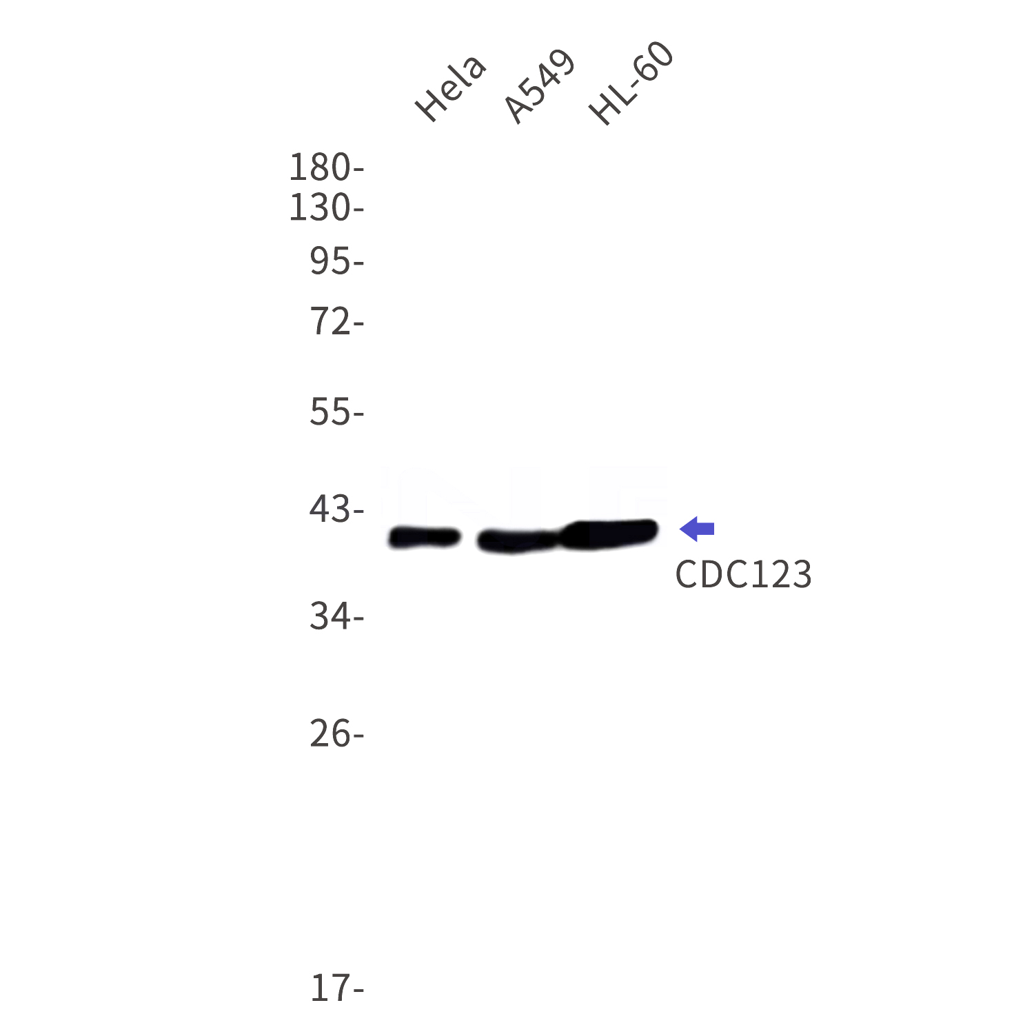 Western blot detection of CDC123 in Hela,A549,HL-60 cell lysates using CDC123 Rabbit mAb(1:1000 diluted).Predicted band size:39kDa.Observed band size:39kDa.
