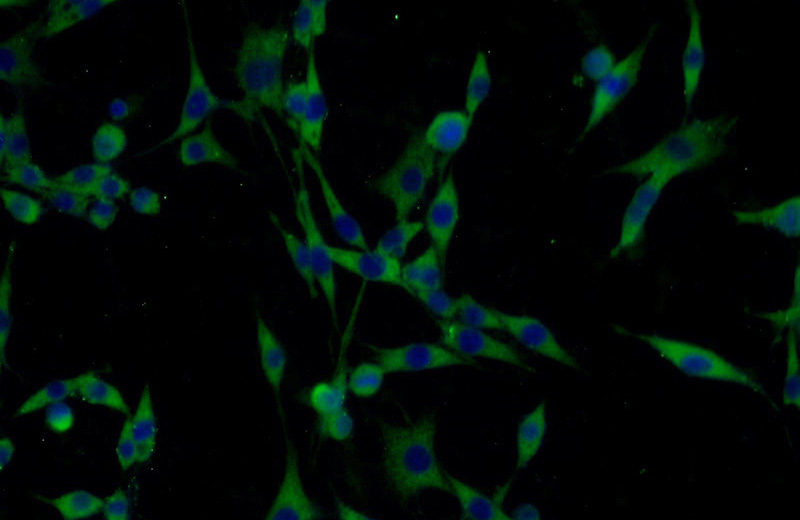 Immunofluorescent analysis of C6 cells using Catalog No:113496(PAK1 Antibody) at dilution of 1:25 and Alexa Fluor 488-congugated AffiniPure Goat Anti-Rabbit IgG(H+L)