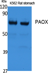 Fig1:; Western Blot analysis of extracts from rat stomach, K562 cells, using PAOX Polyclonal Antibody.. Secondary antibody（catalog#：HA1001) was diluted at 1:20000