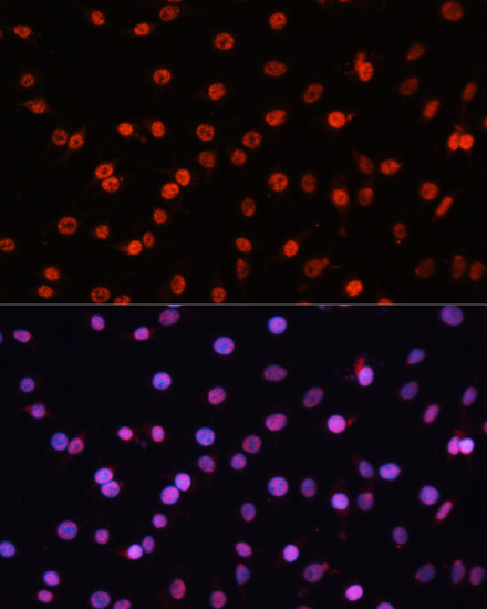 Immunofluorescence - KLF2 Polyclonal Antibody 