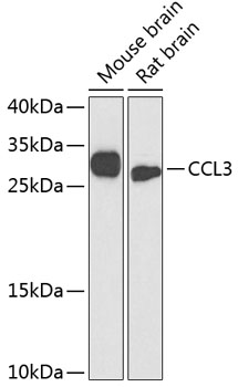 Western blot - CCL3 Polyclonal Antibody 