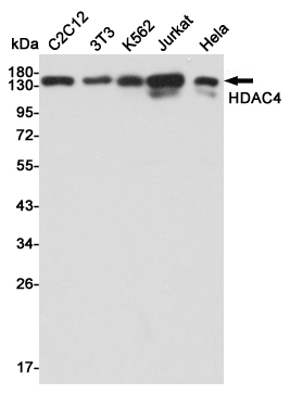 Western blot detection of HDAC4 in C2C12,3T3,K562,Jurkat and Hela cell lysates using HDAC4 mouse mAb(dilution 1:1000).Predicted band size:140kDa.Observed band size:140kDa.
