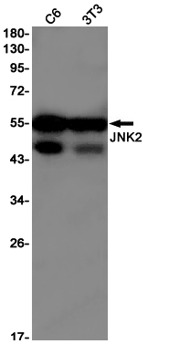 Western blot detection of JNK2 in C6,3T3 cell lysates using JNK2 Rabbit pAb(1:1000 diluted).Predicted band size:48kDa.Observed band size:54kDa.