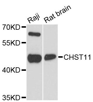 Western blot - CHST11 Polyclonal Antibody 