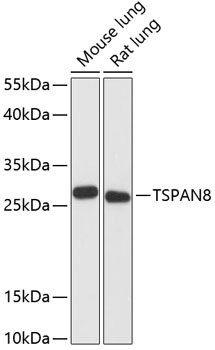 Western blot - TSPAN8 Polyclonal Antibody 