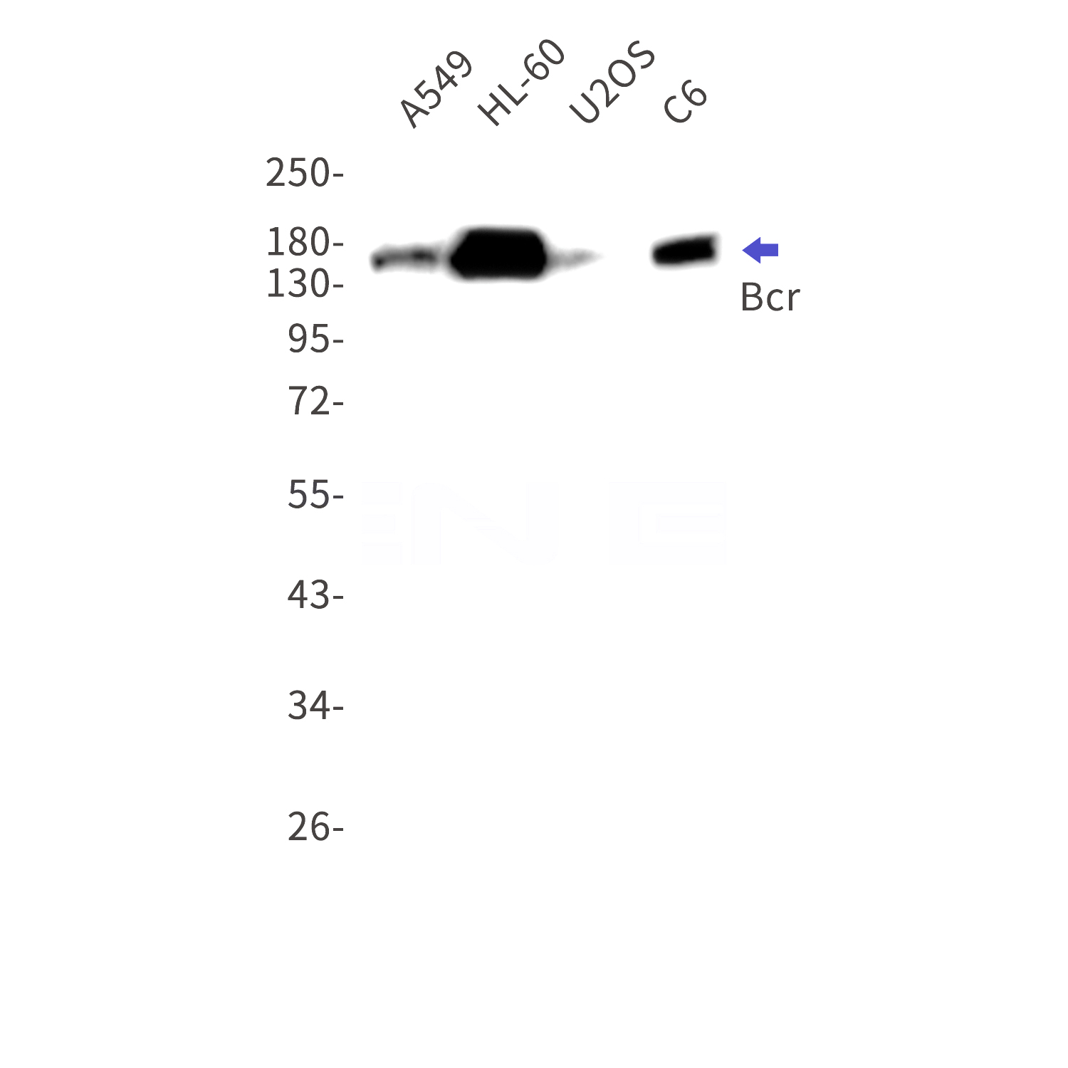 Western blot detection of Bcr in A549,HL-60,U2OS,C6 cell lysates using Bcr Rabbit mAb(1:1000 diluted).Predicted band size:143kDa.Observed band size:160kDa.