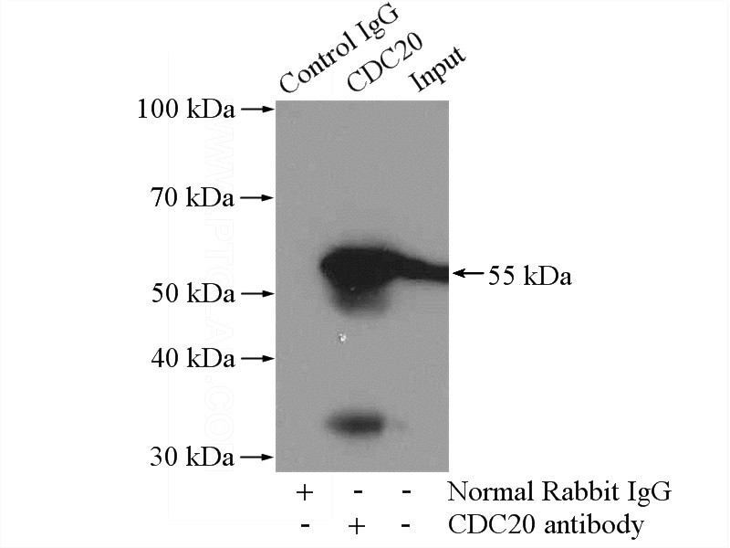 IP Result of anti-CDC20 (IP:Catalog No:109094, 4ug; Detection:Catalog No:109094 1:800) with Jurkat cells lysate 3200ug.