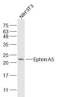 Fig2: Sample:; NIH/3T3(Mouse) Cell Lysate at 30 ug; Primary: Anti-Ephrin A5 at 1/1000 dilution; Secondary: IRDye800CW Goat Anti-Rabbit IgG at 1/20000 dilution; Predicted band size: 24 kD; Observed band size: 23 kD