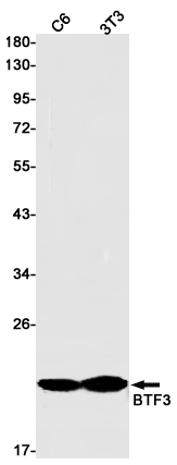 Western blot detection of BTF3 in C6,3T3 cell lysates using BTF3 Rabbit pAb(1:1000 diluted).Predicted band size:22kDa.Observed band size:22kDa.