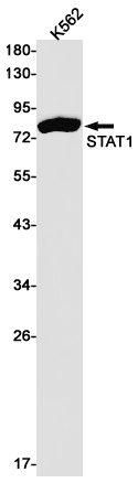Western blot detection of STAT1 in K562 cell lysates using STAT1 Rabbit pAb(1:1000 diluted).Predicted band size:87kDa.Observed band size:87kDa.