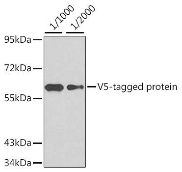 Western blot - Rabbit anti V5-Tag pAb 