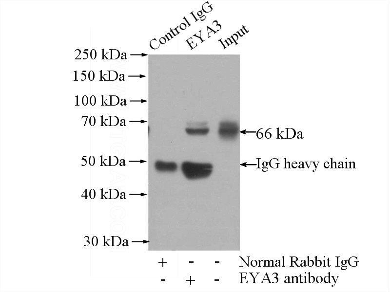 IP Result of anti-EYA3 (IP:Catalog No:110422, 4ug; Detection:Catalog No:110422 1:1000) with L02 cells lysate 1800ug.