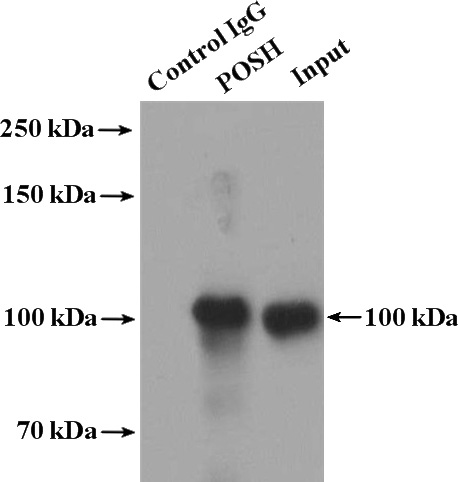 IP Result of anti-SH3RF1 (IP:Catalog No:114064, 4ug; Detection:Catalog No:114064 1:1000) with mouse brain tissue lysate 4000ug.