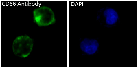 Immunofluorescent analysis of K562 cells, using CD86 Antibody .