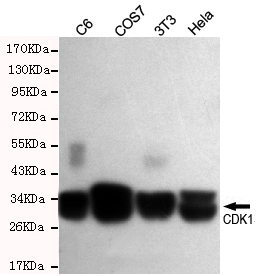 Western blot detection of CDK1 in C6,COS7,3T3 and Hela cell lysates using CDK1 rabbit pAb (dilution 1:300).Predicted band size:34KDa.Observed band size:34KDa.