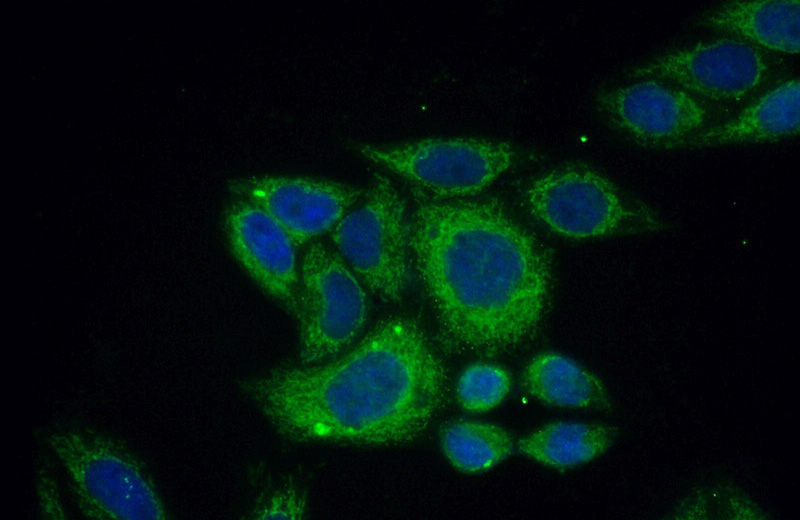 Immunofluorescent analysis of (10% Formaldehyde) fixed HepG2 cells using Catalog No:107745(ACOT2 Antibody) at dilution of 1:50 and Alexa Fluor 488-congugated AffiniPure Goat Anti-Rabbit IgG(H+L)