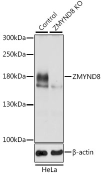 Western blot - ZMYND8 Polyclonal Antibody 