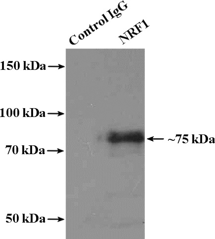IP Result of anti-NRF1 (IP:Catalog No:113276, 4ug; Detection:Catalog No:113276 1:300) with mouse skeletal muscle tissue lysate 3000ug.