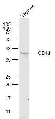 Fig3: Sample:; Thymus (Mouse) Lysate at 40 ug; Primary: Anti-CD1d at 1/500 dilution; Secondary: IRDye800CW Goat Anti-Rabbit IgG at 1/20000 dilution; Predicted band size: 36 kD; Observed band size: 40 kD