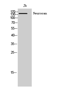 Fig1:; Western Blot analysis of Jk cells using Neurocan Polyclonal Antibody