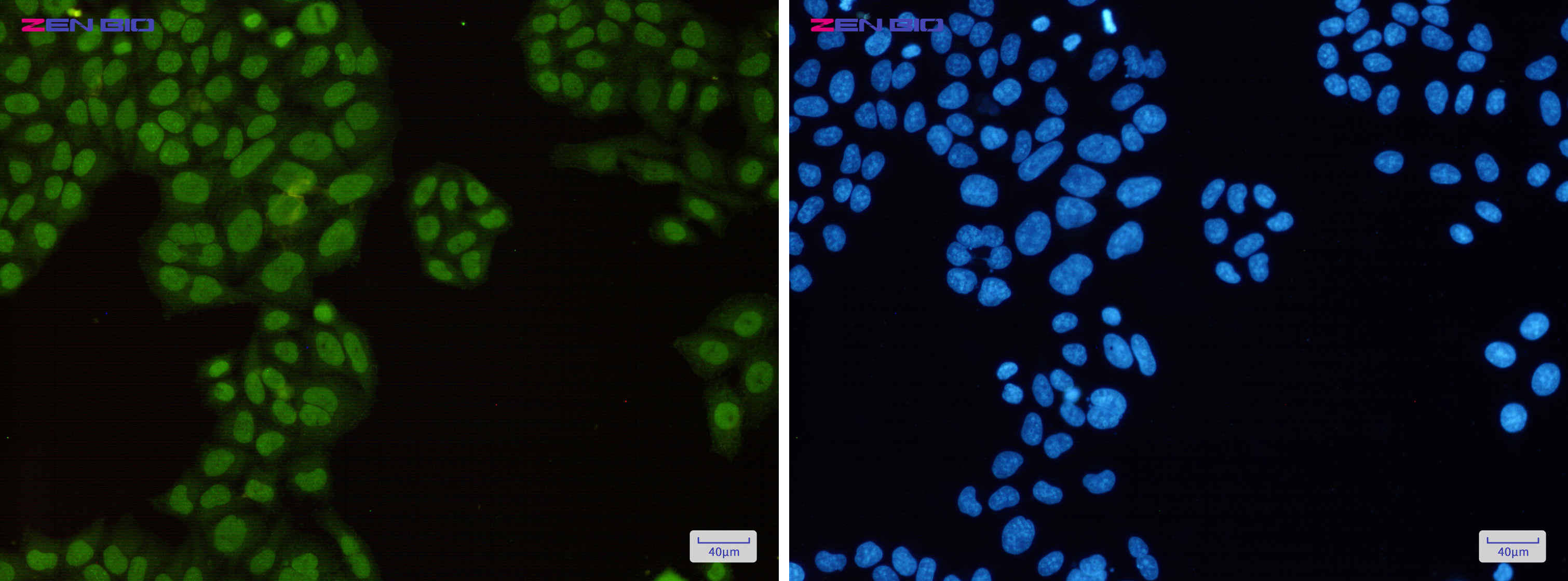 Immunocytochemistry of KAP1(green) in Hela cells using KAP1 Rabbit pAb at dilution 1/50, and DAPI(blue)