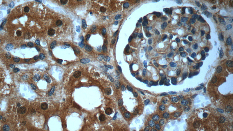Immunohistochemistry of paraffin-embedded human kidney slide using Catalog No:113603(PAWR Antibody) at dilution of 1:50