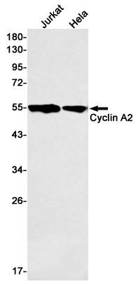 Western blot detection of Cyclin A2 in Jurkat,Hela cell lysates using Cyclin A2 Rabbit mAb(1:500 diluted).Predicted band size:49kDa.Observed band size:49kDa.