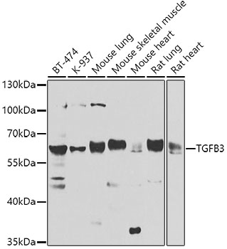 Western blot - TGFB3 Polyclonal Antibody 