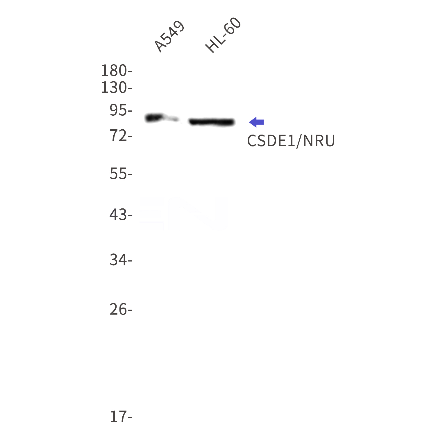 Western blot detection of CSDE1/NRU in A549,HL-60 cell lysates using CSDE1/NRU Rabbit mAb(1:1000 diluted).Predicted band size:89kDa.Observed band size:89kDa.