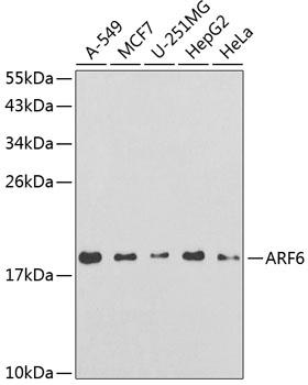 Western blot - ARF6 Polyclonal Antibody 
