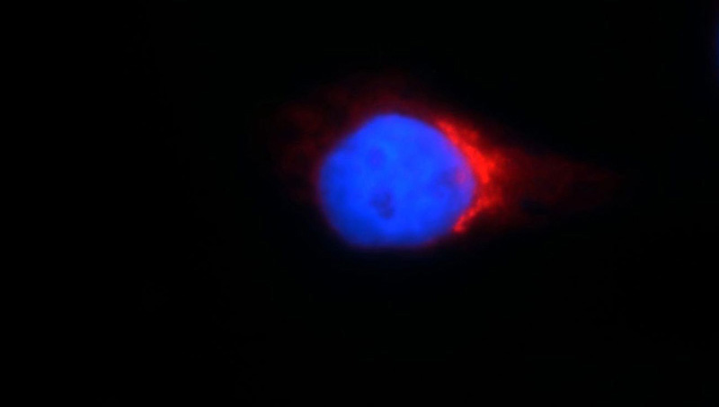 Immunofluorescent analysis of HepG2 cells, using COPG antibody Catalog No:109458 at 1:25 dilution and Rhodamine-labeled goat anti-rabbit IgG (red). Blue pseudocolor = DAPI (fluorescent DNA dye).