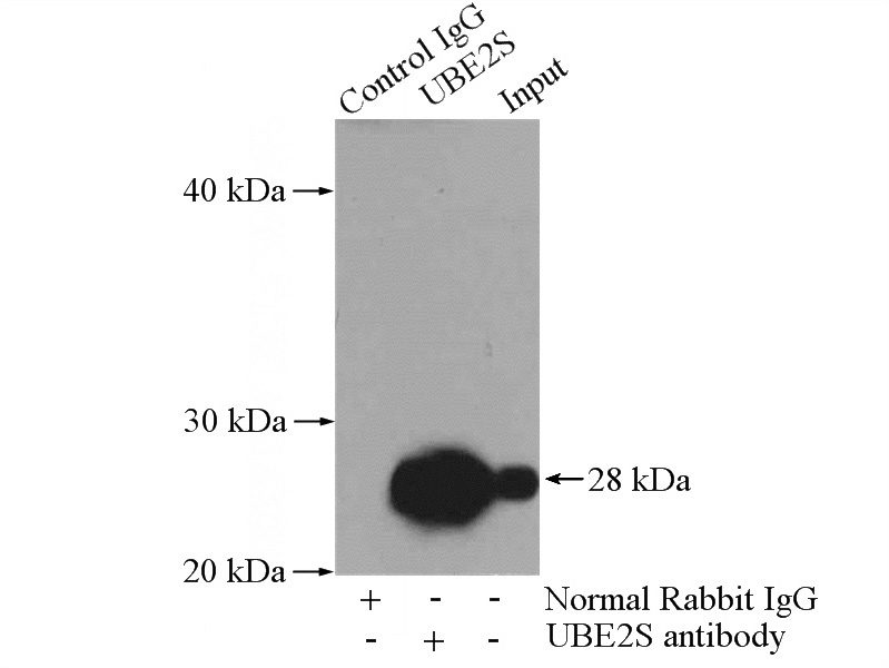 IP Result of anti-UBE2S (IP:Catalog No:116535, 4ug; Detection:Catalog No:116535 1:1000) with A2780 cells lysate 960ug.