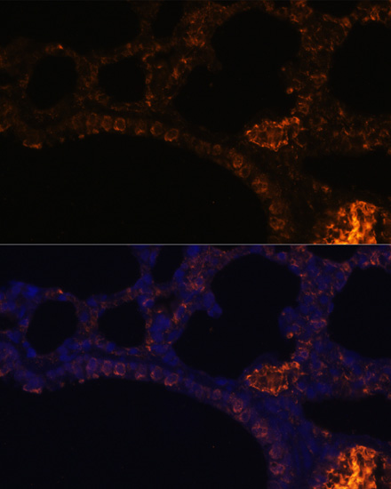 Immunofluorescence - MUC2 Polyclonal Antibody 