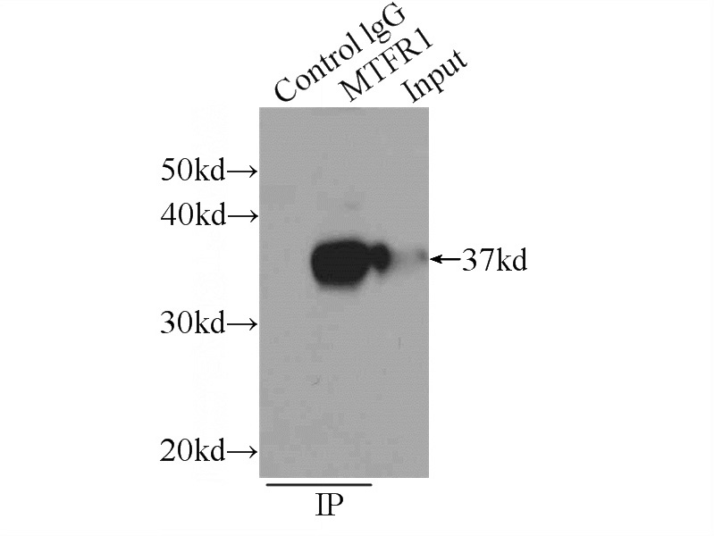 IP Result of anti-MTFR1 (IP:Catalog No:112773, 4ug; Detection:Catalog No:112773 1:800) with mouse testis tissue lysate 4800ug.