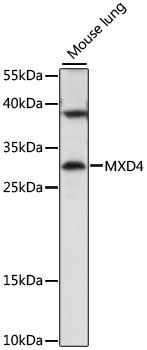 Western blot - MXD4 Polyclonal Antibody 