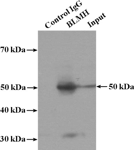 IP Result of anti-BLMH (IP:Catalog No:117186, 4ug; Detection:Catalog No:117186 1:1000) with mouse skin tissue lysate 3200ug.