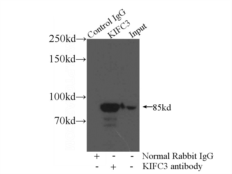 IP Result of anti-KIFC3 (IP:Catalog No:112054, 4ug; Detection:Catalog No:112054 1:500) with mouse kidney tissue lysate 7200ug.