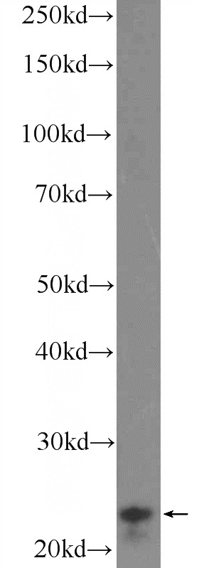 mouse testis tissue were subjected to SDS PAGE followed by western blot with Catalog No:110100(DNAJB9 Antibody) at dilution of 1:600