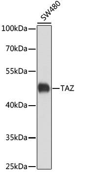 Western blot - TAZ Polyclonal Antibody 