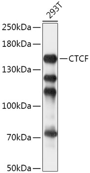 Western blot - CTCF Polyclonal Antibody 