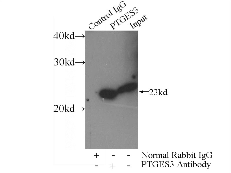 IP Result of anti-PTGES3 (IP:Catalog No:114271, 3ug; Detection:Catalog No:114271 1:300) with mouse heart tissue lysate 4000ug.