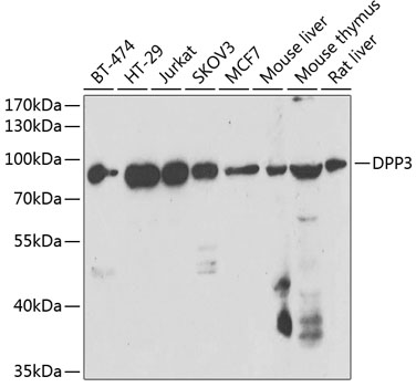 Western blot - DPP3 Polyclonal Antibody 