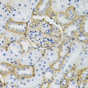 Immunohistochemistry - SLC6A1 Polyclonal Antibody 