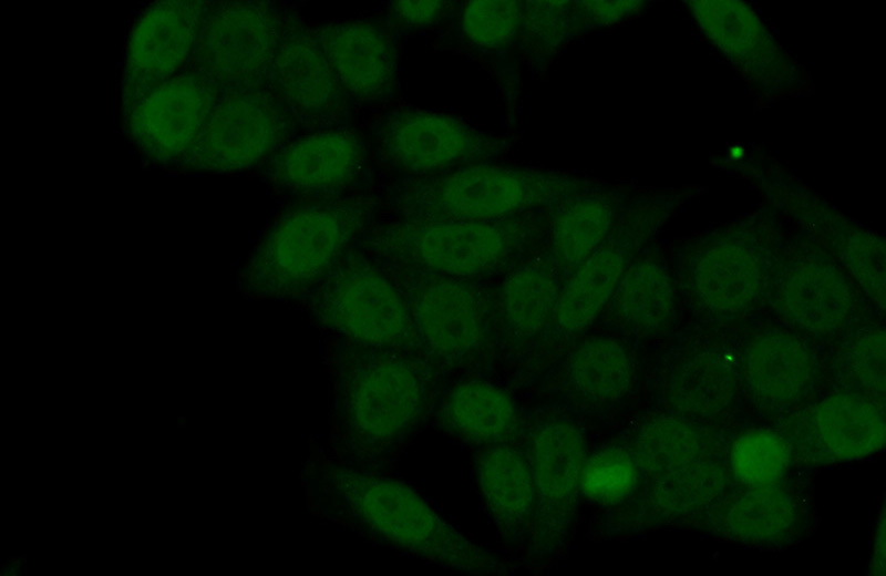 Immunofluorescent analysis of (10% Formaldehyde) fixed HeLa cells using Catalog No:116306(TRIM24 Antibody) at dilution of 1:50 and Alexa Fluor 488-congugated AffiniPure Goat Anti-Rabbit IgG(H+L)