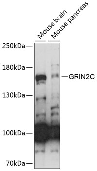 Western blot - GRIN2C Polyclonal Antibody 
