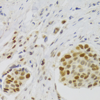Immunohistochemistry - NASP Polyclonal Antibody 
