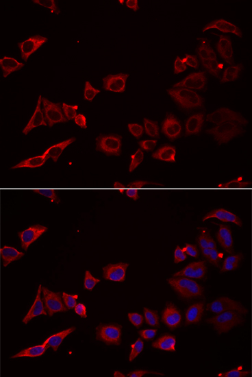 Immunofluorescence - NRBF2 Polyclonal Antibody 