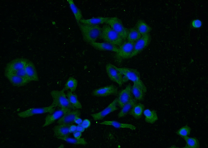 Immunofluorescent analysis of (-20oc Ethanol) fixed HeLa cells using Catalog No:110048(DocK9 Antibody) at dilution of 1:50 and Alexa Fluor 488-congugated AffiniPure Goat Anti-Rabbit IgG(H+L)